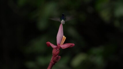 Wall Mural - Hummingbird fly. Flying blue and white hummingbird White-necked Jacobin, Florisuga mellivora, from Ecuador, clear green background. Bird with open wing.  Wildlife scene from tropic jungle.