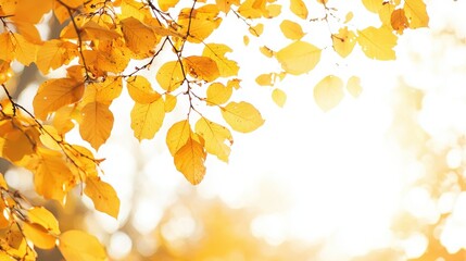 Wall Mural - Golden Autumn Leaves Branch Sunlight Background