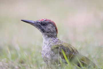 Portrait of a juvenile European green Woodpecker Picus viridis 