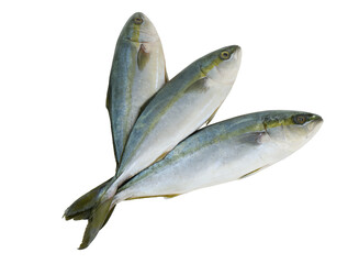 Wall Mural - Three raw yellowtail amberjack fishes isolated on white background