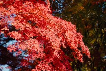 Wall Mural - beautiful maple leaves on the tree in autumn season.