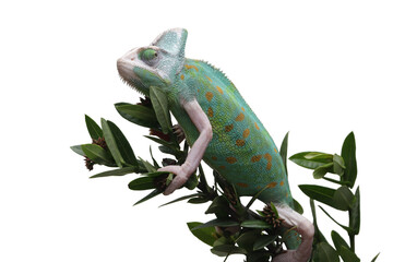 Wall Mural - female pied veiled chameleon juvenile on branch with isolated background