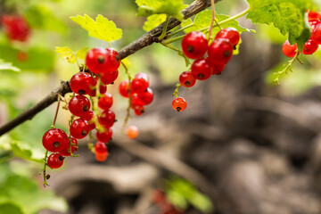 Wall Mural - branch of ripe red currant in a garden on green background