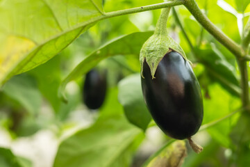 Ripe eggplant in the garden. Fresh organic eggplant. Purple eggplant grows in the soil.