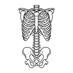 Human rib cage and pelvis skeleton line illustration