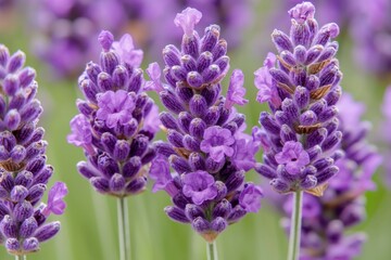 Poster - Close-up of Purple Lavender Flowers in Bloom