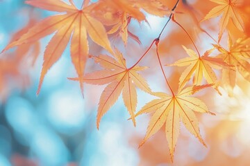 Wall Mural - Delicate Autumn Maple Leaves Against a Soft Blue Background