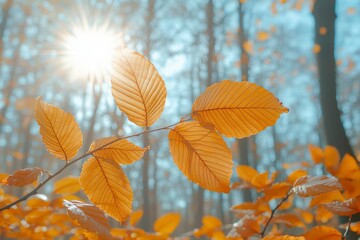 Sticker - Sunlit Autumn Leaves on a Branch in a Forest