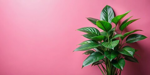 Wall Mural - Green leafy plant contrasted against pink background