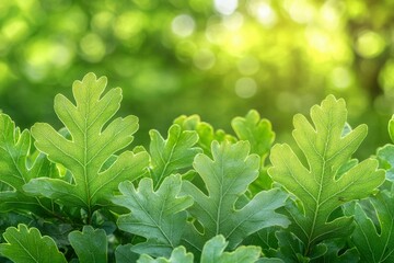 Sticker - Close-up of Oak Leaves with a Bokeh Background