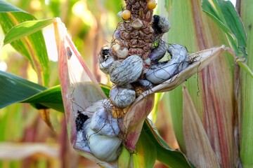 Close up of Corn smut - plant disease caused by pathogenic fungus Mycosarcoma maydis. In Mexico, it is considered a delicacy, called huitlacoche.