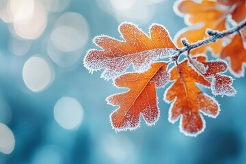 Sticker - Close-up of Frost-Covered Oak Leaves with a Blurred Background