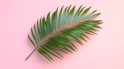 tropical palm leaf on pink background flat lay top view