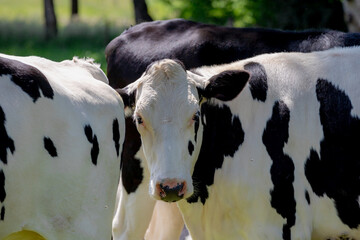 Flock of black and white Dutch cows standing on green meadow and trees, Typical summer landscape in Holland, Open farm with dairy cattle on the grass field, Livestock in countryside of the Netherlands