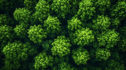 Wall Mural - aerial view of lush green treetops in a dense forest during bright daylight showcasing nature's vibr