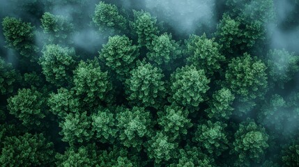 Wall Mural - aerial view of lush green forest canopy enveloped in misty fog during early morning hours
