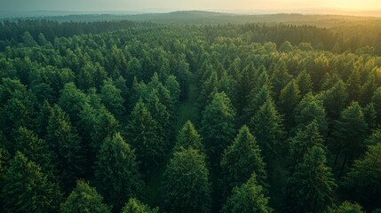 Wall Mural - aerial view of a lush green forest during sunset, showcasing a tranquil landscape in the heart of na