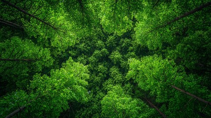 Wall Mural - aerial view of lush green treetops under bright sunlight in a serene forest during early summer