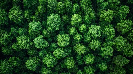 Wall Mural - aerial view of a lush green forest with healthy trees in full foliage during the summer season