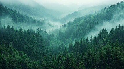 Wall Mural - misty green mountains with dense coniferous forests under a foggy sky in the early morning light