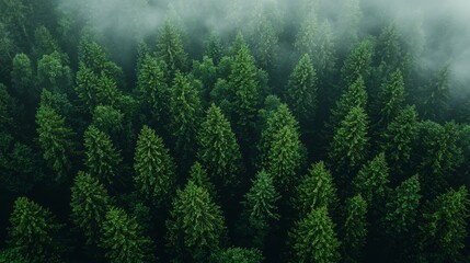 Wall Mural - lush evergreen forest canopy shrouded in mist during early morning light near a mountain range