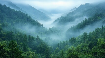 Wall Mural - misty valley landscape with dense forests and rolling fog in the early morning light
