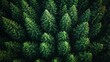 © Рудой Максим - Aerial view of dense evergreen forest showcasing lush green trees under bright daylight