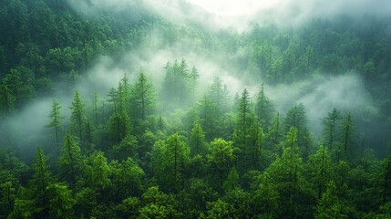 Wall Mural - misty forest landscape with dense green trees in a serene valley during early morning light