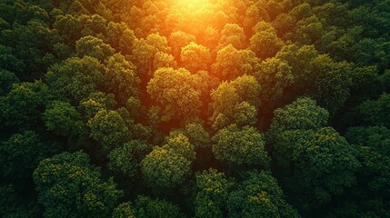 Wall Mural - golden sunlight filtering through the lush green treetops of a dense forest during early morning hou