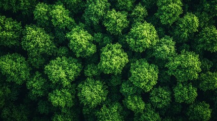 Wall Mural - aerial view of lush green treetops in a dense forest during a bright summer day