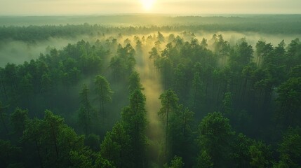 Wall Mural - sunrise over a misty forest landscape with tall trees in early morning light