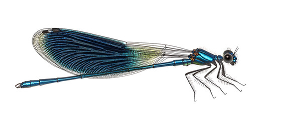 Wall Mural - A highly detailed image of a blue-banded demoiselle insect, highlighting its translucent wings and iridescent body.