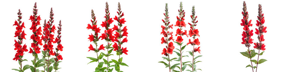 Wall Mural - scarlet sage - bright red tubular flowers on tall spikes often attracting hummingbirds to gardens. i