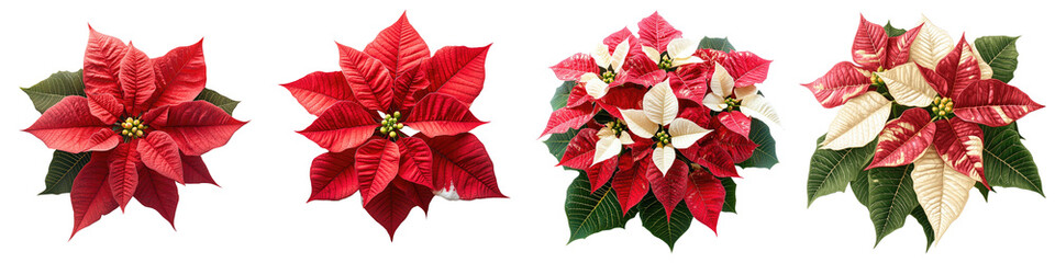 Wall Mural - poinsettia - bright red or white bracts surrounding tiny yellow flowers popular during the holiday s