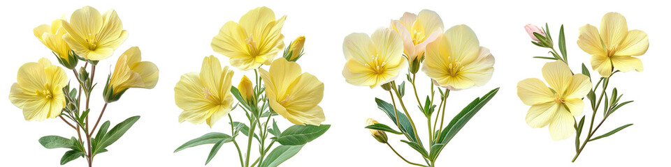 Oenothera - Also known as evening primrose with yellow or pink cup-shaped flowers that bloom at dusk. Isolated on Clear White Background Highly Detailed 