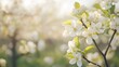 © 69 - Soft-focus blooming orchard, capturing the peacefulness and beauty of spring.