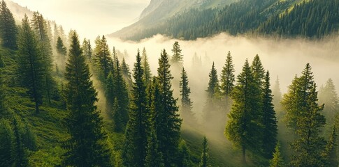 Canvas Print - The vintage retro style fir forest is surrounded by misty landscapes.