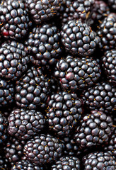 Wall Mural - Blackberry berries. Fresh ripe blackberries as background, top view. Juicy ripe black berries in a heap. Texture of blackberries close-up.