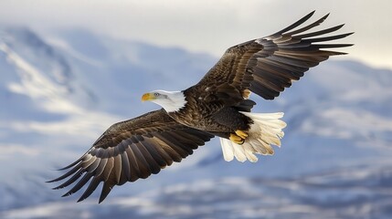 A close-up of a majestic eagle in flight against a clear sky, showcasing its powerful wings and keen gaze, with a clean background and ample copy space for conservation messages.