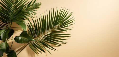 Wall Mural - palm leaf on beige background