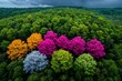 © Sanchai - Aerial view, forest in full bloom, vibrant canopy reveals the peak of springtime growth and vitality
