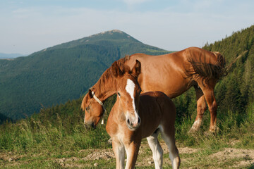 A brown bay horse with a tail, long mane and a foal with a blemish graze among a meadow in tall grass. Concept animal farm, red thoroughbred horse, breed horses, chestnut horse. Image for your design