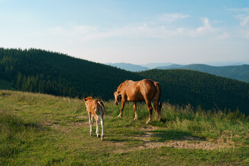 A brown bay horse with a tail and foal with a blemish graze among a meadow in tall grass on mountain. Concept animal farm, red thoroughbred horse, breed horses, chestnut horse. Image for your design