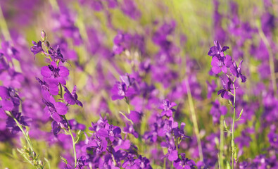 Purple wild flower field of oriental knight spur plant, Consolida orientalis
