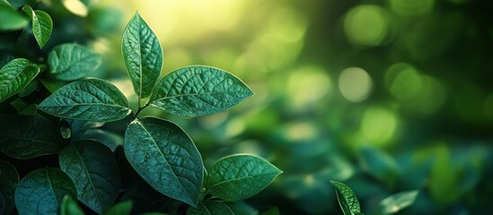 Wall Mural - Close-up of Lush Green Leaves in a Sunlight