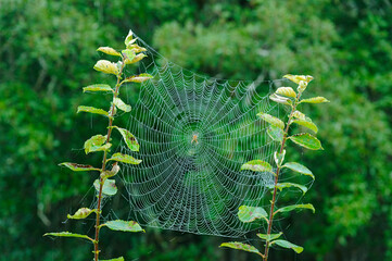 A spider diligently crafts an intricate web strung between two green plants, surrounded by lush forest foliage in the soft light of morning.