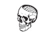 © Bilkis Islam - Skull with Brain Vector Illustration – Black and White Line Art Design