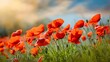 © Kartik - Blurred and defocused image of red beautiful poppies bloom, poppy red flowers meadow
