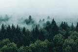 Misty Forest Landscape: A Serene Aerial View of Pine Trees