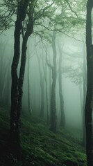  A forest with trees and fog